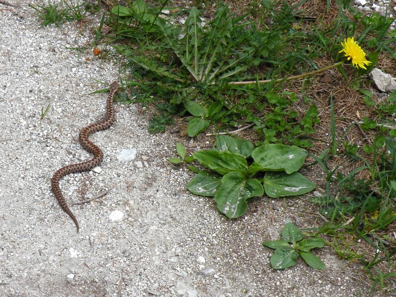 Vipera berus